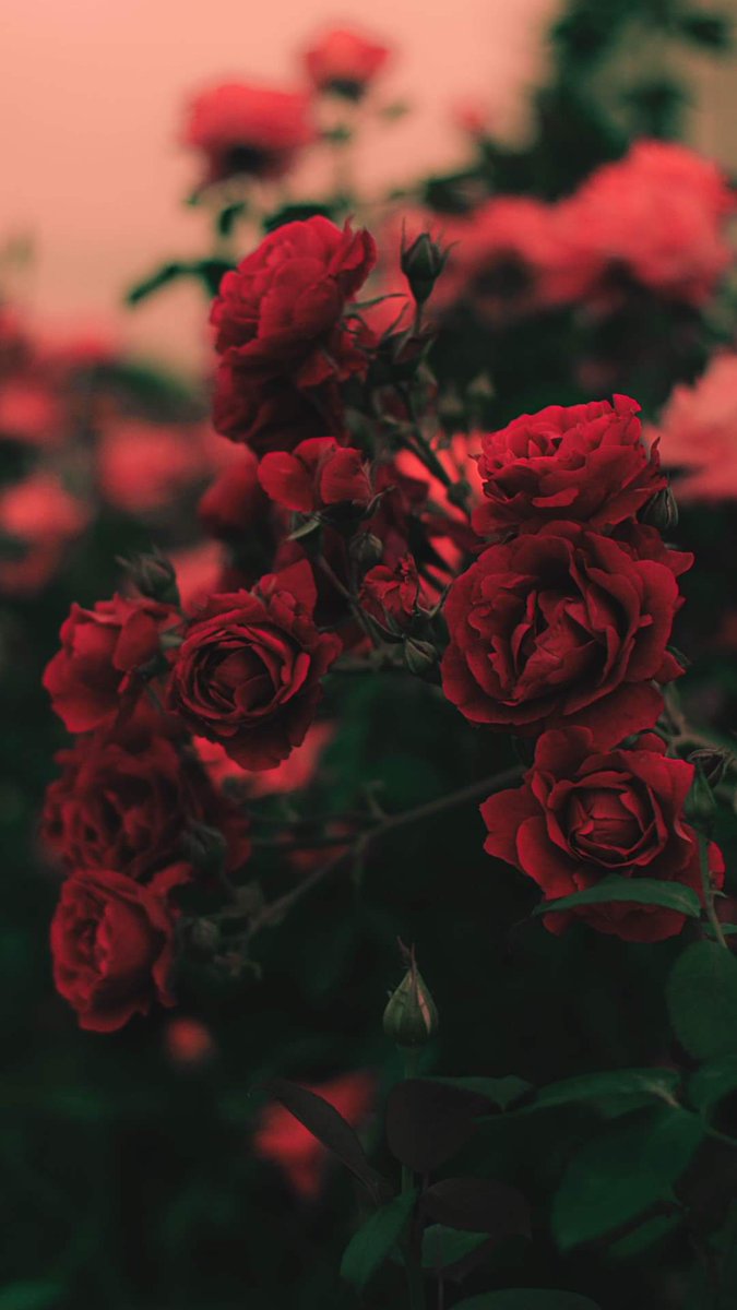 Eddy_Flores_Ch's tweet image. 