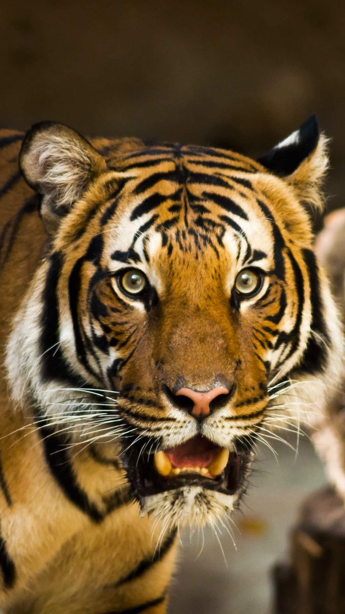 Eddy_Flores_Ch's tweet image. 