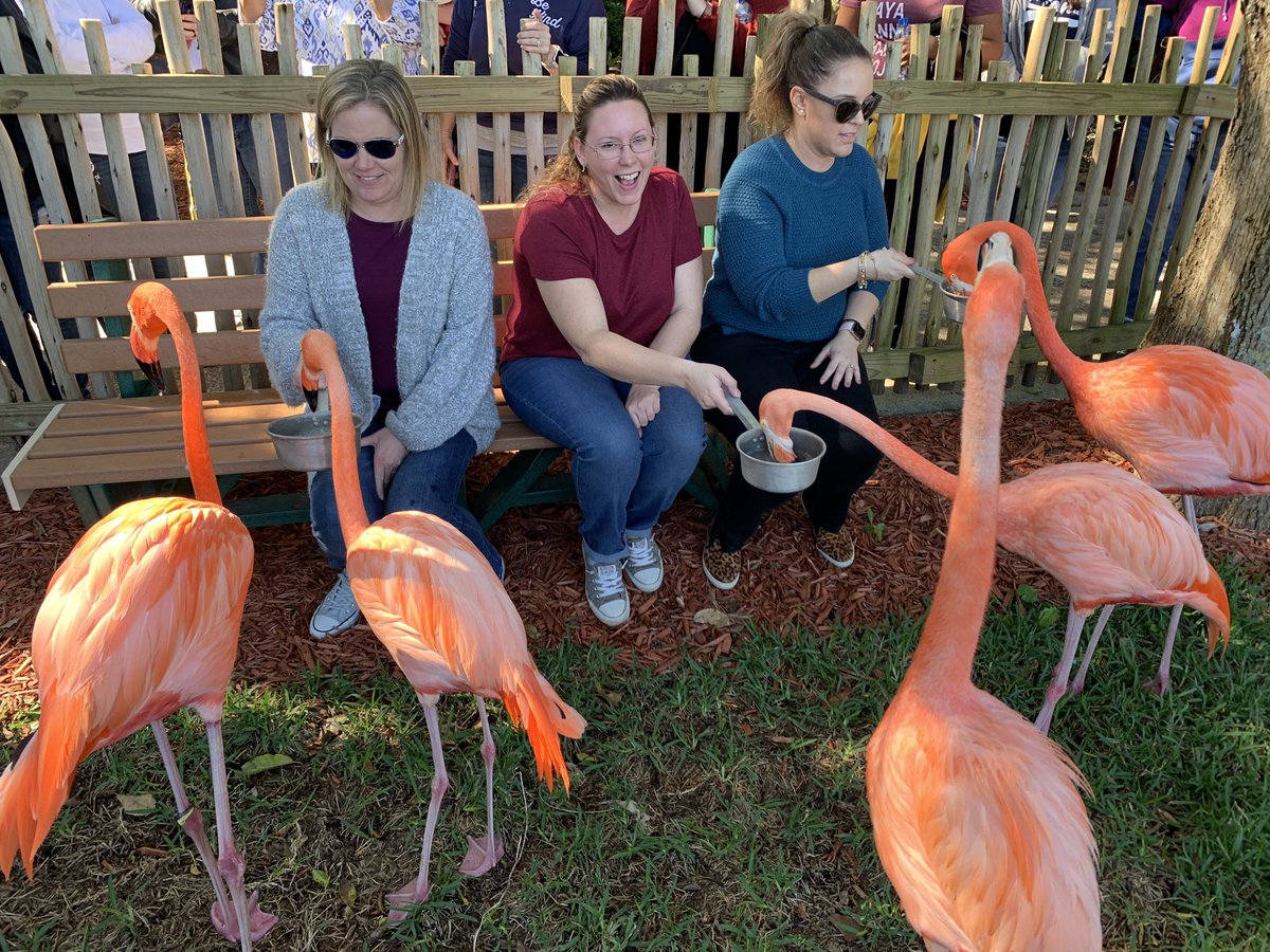 BruceSaulter's tweet photo. We had a great time this morning collaborating with our partners at @LionCountry to enhance learning at school, increasing our background knowledge, and planning for future visits with our Lion students! 🦁🦩❤️@PBCSTEM @PBCSDScience https://t.co/3Epl0tqe1i