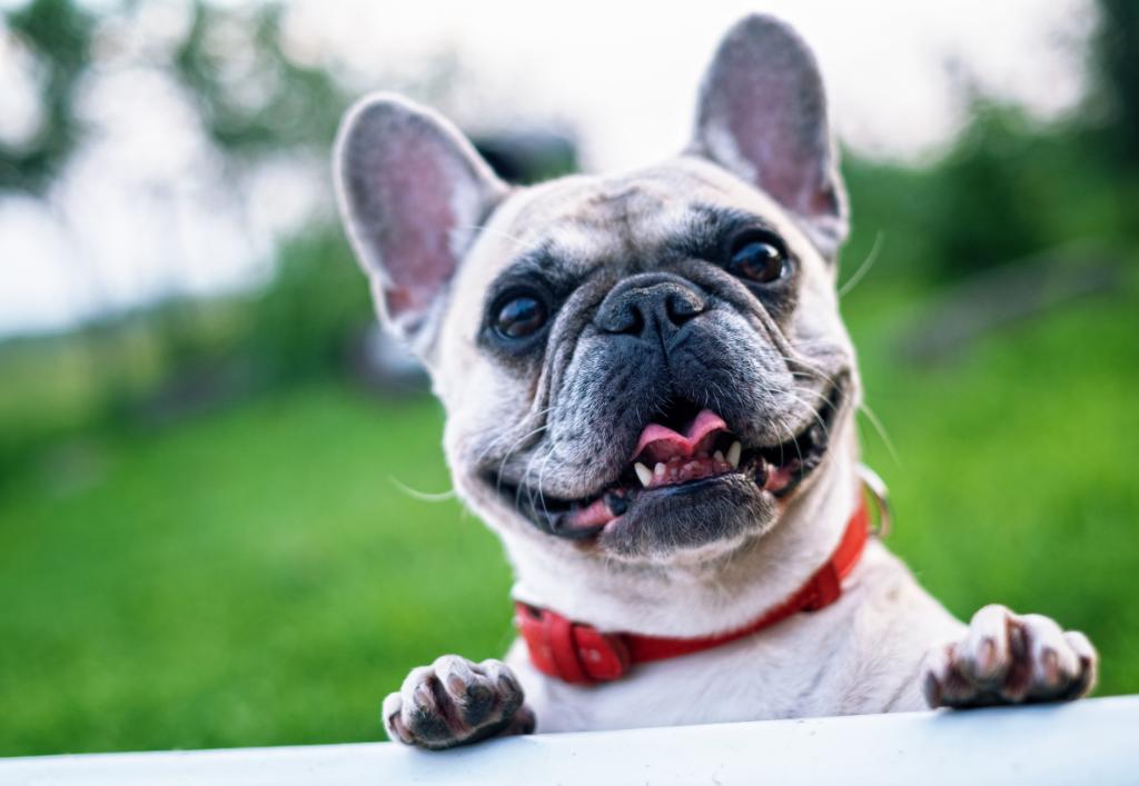 Attention dogs! Bring your owners to Paws on the Patio at The Westin Mission Hills Golf Resort &amp; Spa on Fridays starting this week through Spring Break. 4-6pm at Fireside Lounge Patio.