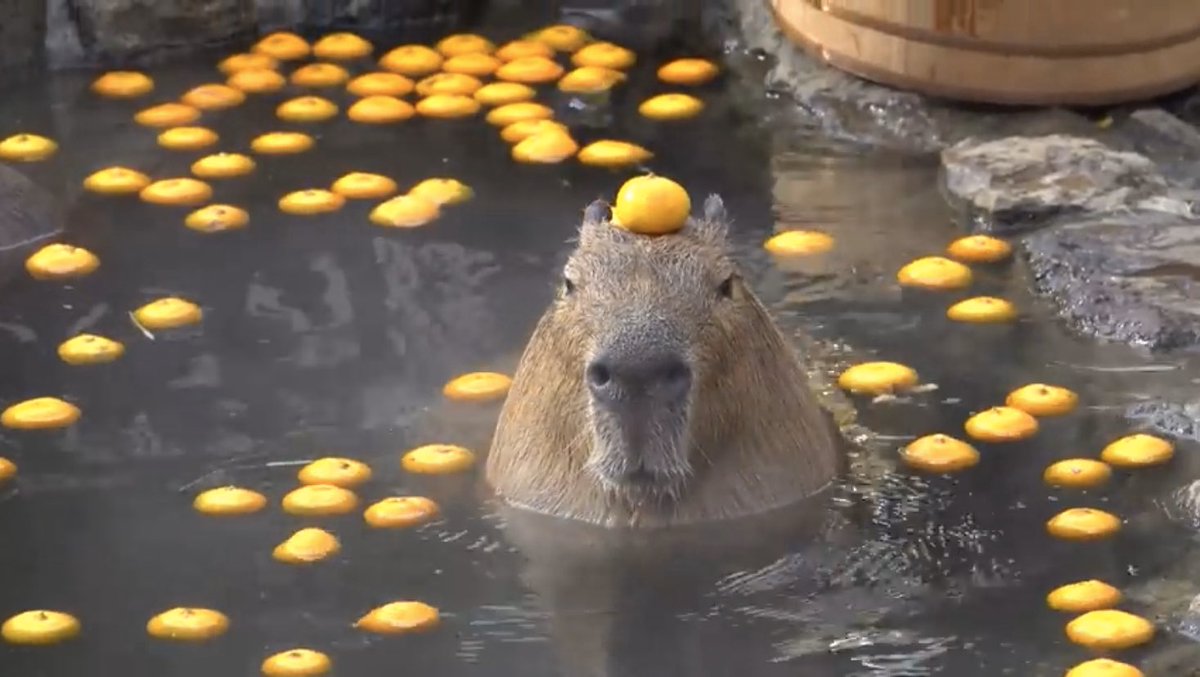 Capybara With Orange On Head Oh you thought I sent you that red balloon emoji 🎈 as a happy birthday