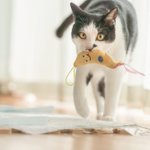 猫さんが飼い主に獲物を献上する行為 実は褒めて欲しいのではなく 親心 らしい 飼い主は子猫 毎晩ネズミを置かれる理由 Togetter