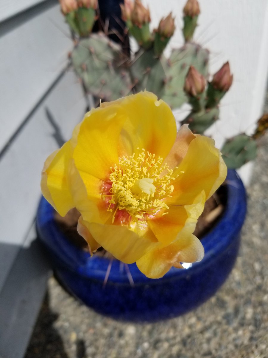 Beautiful bloom 
#cactus #succulent #pricklypear