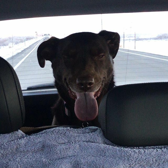 DerbyDailyDog's tweet photo. Road trip Derby 😛✌️ #doesnotphotographwell #littled .
.
.
.

#puppiesofinstagram #todayshowpets #dogoftheday #labradorretriever #lab #rescuedog #instapuppy #adoptdontshop #labrador #chocolatelab #pup #dailywoof #woof #rescue #bark #cute #adorable #na… https://t.co/J0ufAyMhzq https://t.co/btlH1kaZEh