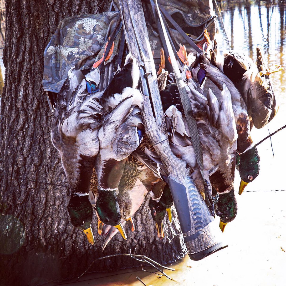 Casey Cagle tweet media