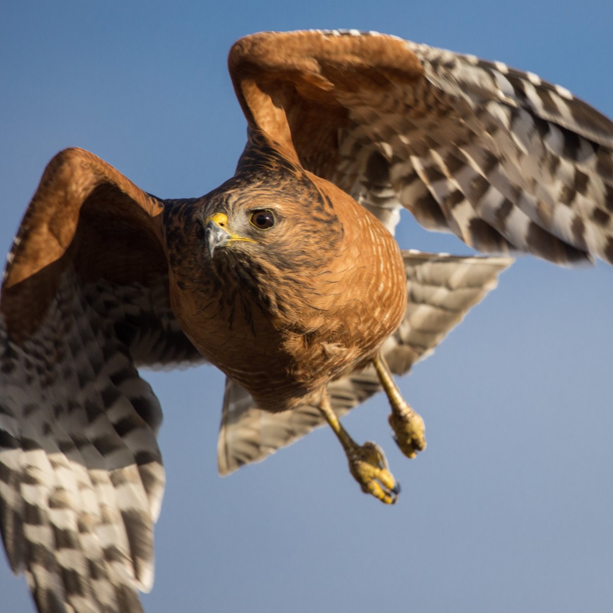 BIRDSBYBIJS's tweet image. Golden light floods the deep rust colored plumage of this adult Red-shouldered Hawk (Buteo lineatus) as it heads back to its roost for the evening.