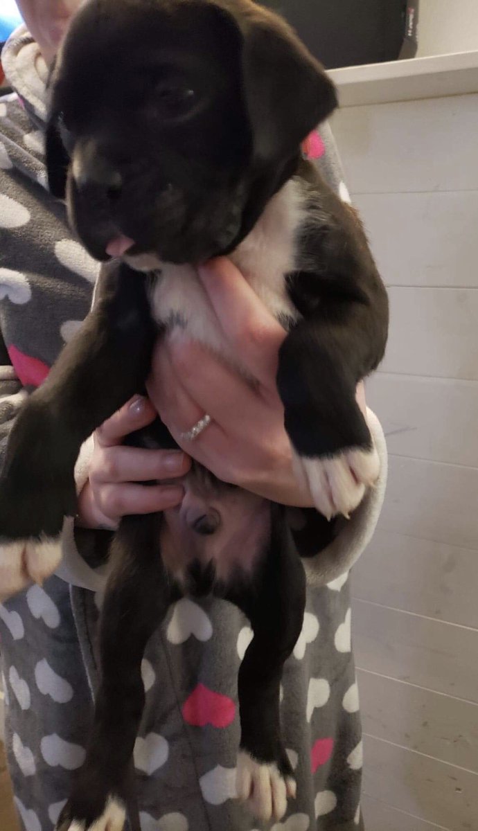 EmilyAnn318's tweet photo. Filling your feed with the cuteness of our new son, Mack! Can’t wait to pick him up in a few weeks 🐶💓 https://t.co/1zi5bdATlZ