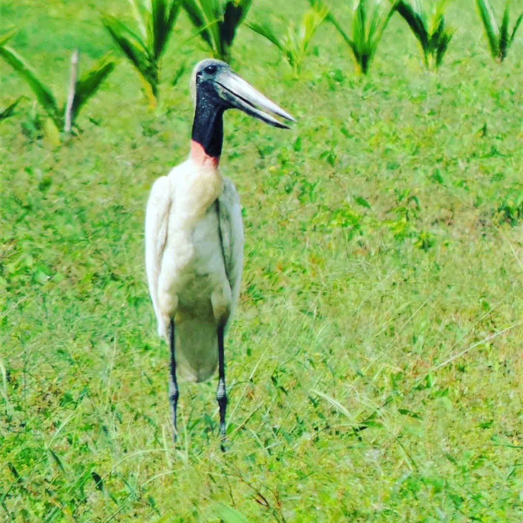 Roberto00436790's tweet photo. The Jabiru Stork - largest Bird in Belize! Can be spotted in the Lsmanai Maya Ruin and jungle tour, Crooked Tree Bird Sanctuary and Southern Belize. #Jabiru #stork #wildbelize #birdsofbelize #wildlife #belizetravelguide #contactus
RGsTravelbze@gmail.com/+501-610-3657
🌴☀️🎏🏊♀️ https://t.co/B6gRukalWX
