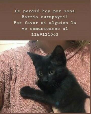 FelicesPatas's tweet photo. Ayudamos a difundir? https://t.co/XPUdTvbQiC https://t.co/5xAc2GKrpG
