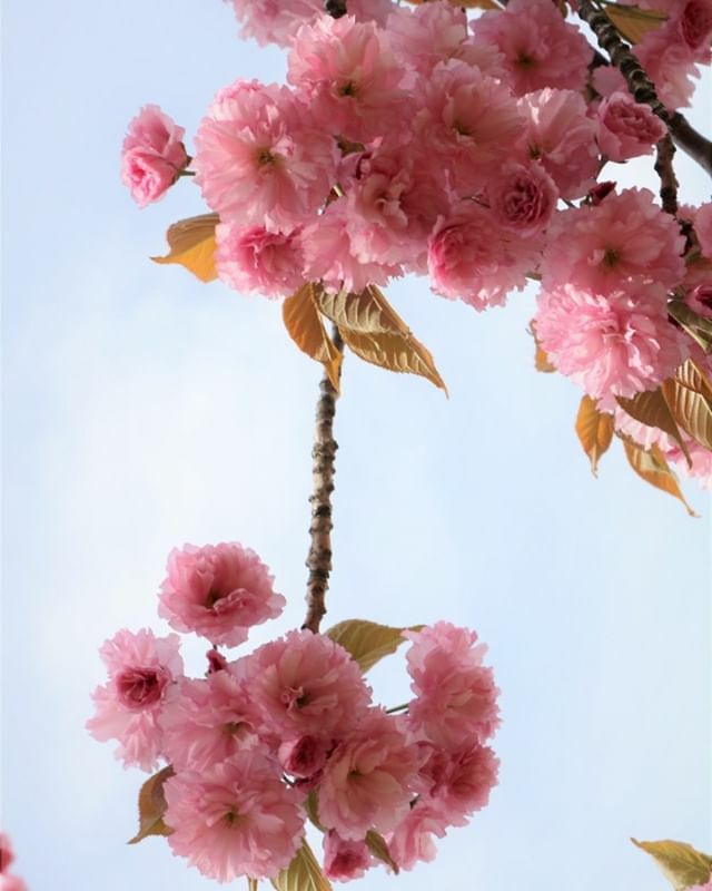 #allkindofflowers #flowersandmacro#pinkpetals #ponyfony_flowers #flowers_mania__ #lovely_flowergarden #world_bestflowers #world_bestflower #ip_flowers #onceupon_a_macro #bns_flowers #bns_nature #cherylblossom #ip_for_blossoms #9vaga_macro9 #9vaga_flowers… ift.tt/39LYtH5