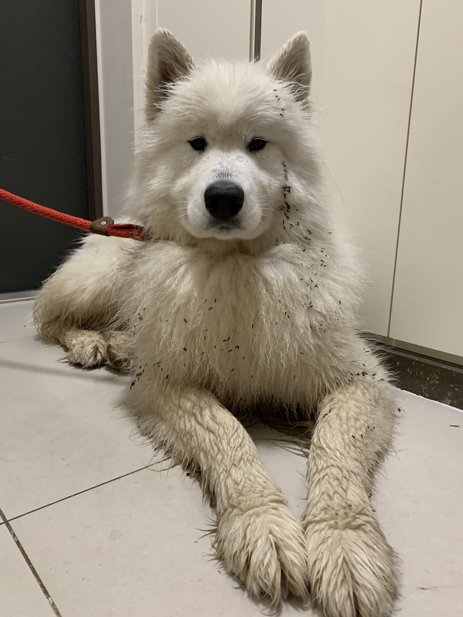 표정 개뻔뻔. 어 누나양반 나 좀 더러워졌수다!