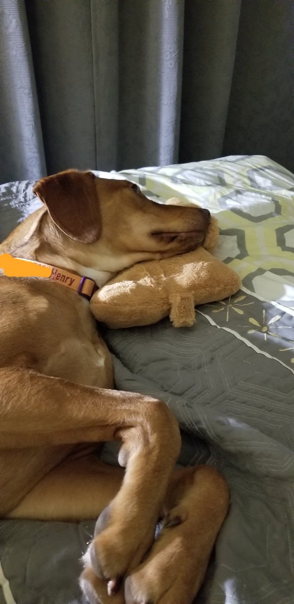 haleysname's tweet photo. @BoxedWholesale Henry loves the free teddy bear pillow we got in a recent order! https://t.co/QqMT6fpDfG