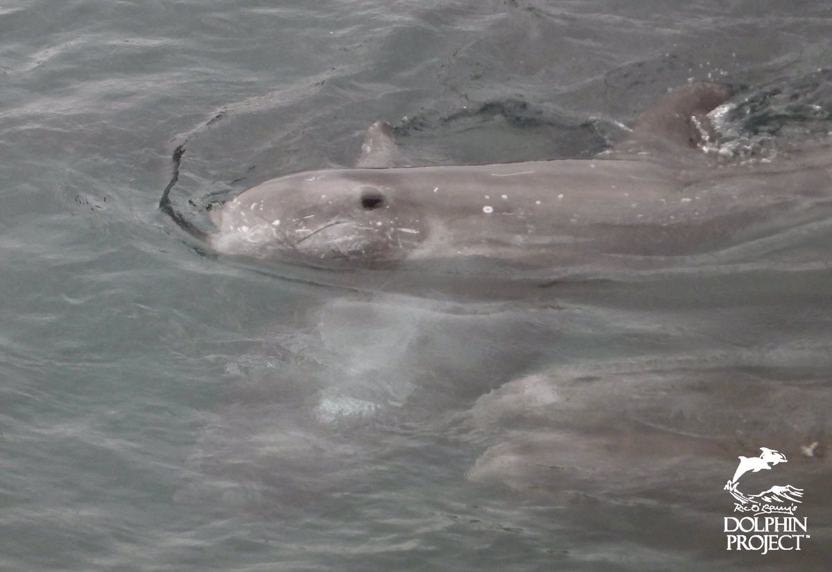 Taiji: 25 Risso’s dolphins met their fate in the cove today. This pod contained several juveniles and mother and calf pairs. 4 were taken for captivity. The rest of them were slaughtered. TAKE ACTION: dolphin.fyi/HelpJapanDolph…

January 7 2020 2:45 PM #DolphinProject #DontBuyATicket