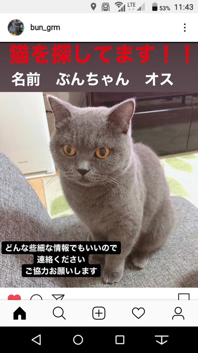 ブリティッシュショートヘアー