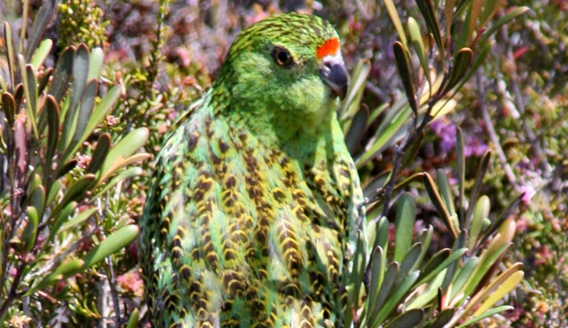 Friends of the Western Ground Parrot tweet media
