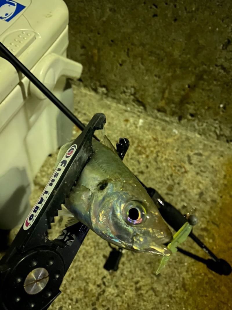 Fishlabo على تويتر 広島の和田さんから釣果 ドリフト主体で攻めるポイント 水噛み良くリブの深い Riverch でレンジキープをしやすくして魚をゲット ベイトのシラスにベストなサイズの Jyammy も活躍 Fishlabo アジング アジ メバリング メバル ライト