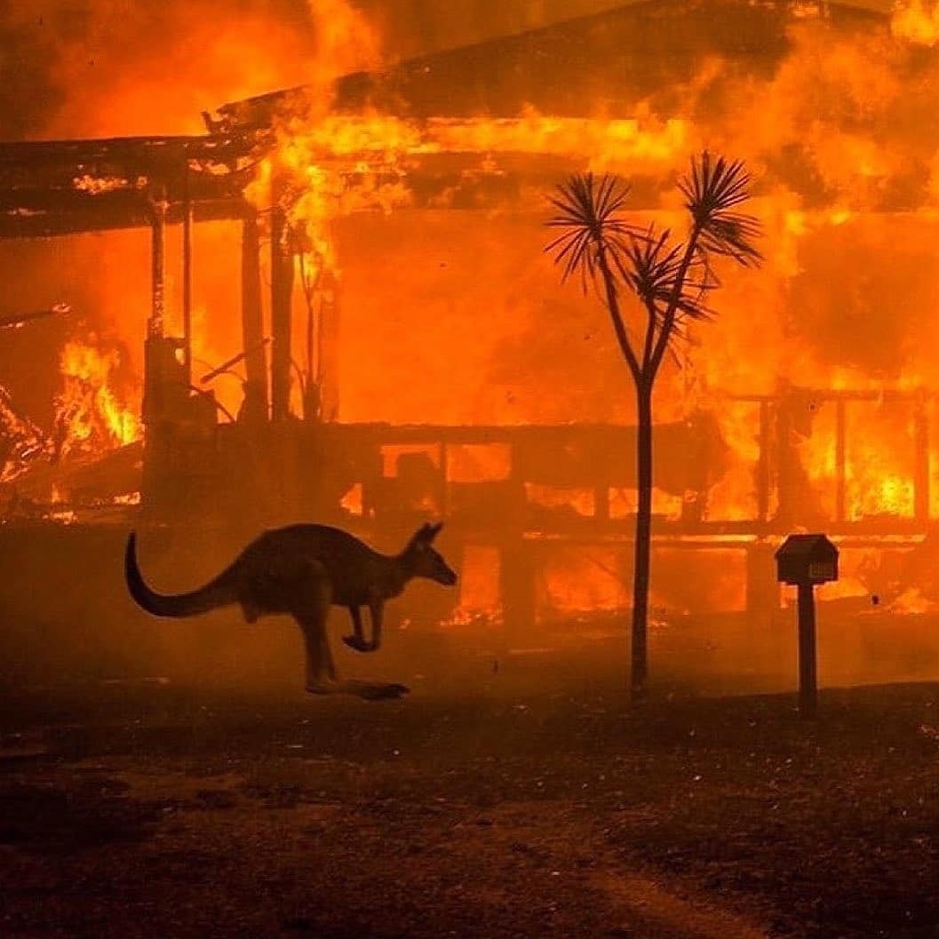 From <a href="/rickspringfield/">Rick Springfield</a>: this is a deserving organization in need of our help (link below). All proceeds go to the rescue of animals in Australia affected by the fires. 1/2 a billion animals gone. Whole species wiped out. Let’s ALL help.
Xoxox
Rick 
Donate: wildlife-rescue.org.au