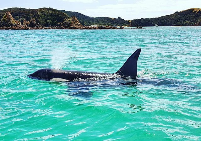 robeanne's tweet photo. This was today's adventure! So lucky to catch up with @tarnzcoutts and whanau and as a bonus to see orca up close. Ngā mihi ki a koe, Tania. Had a fab day. #bayofislands #orca #roadtrip #campervanlife #summerholidays #exploringnz https://t.co/JF5hwOVgg3 https://t.co/QU8C1t7Eo9