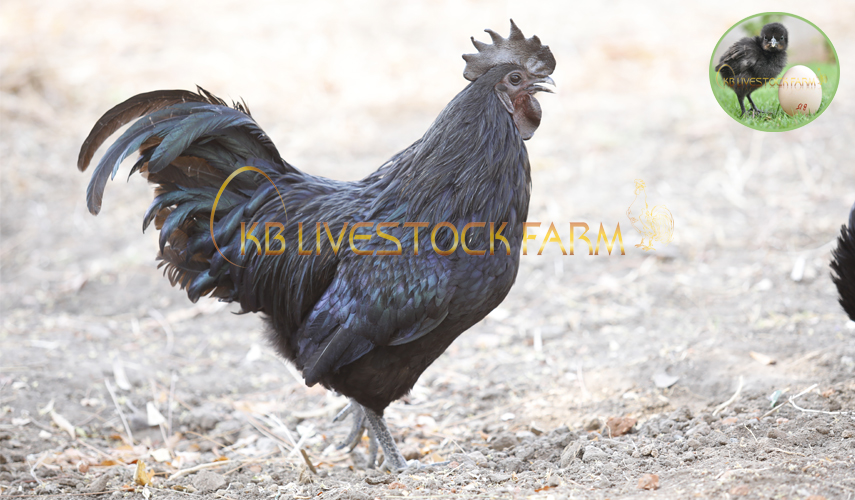 KBlivestockfarm's tweet photo. can I start a poultry business:-
You can also start your poultry farm for selling poultry products and breeding stocks directly to your local customers. #kadaknath #HighProtein #Blackmeat #chicken #Healthychicken #Poultry_Chicken #Low_fat #chicks #kadaknath_Eggs https://t.co/4yO1zwxG1B