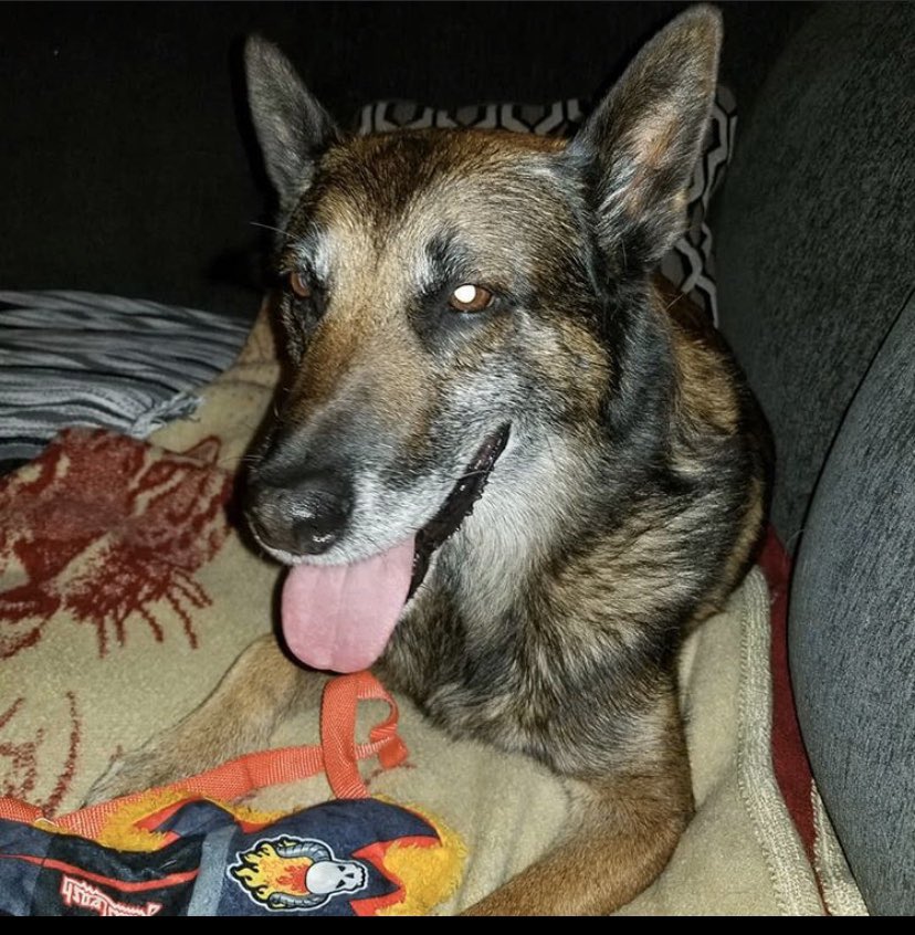 Jacksontsanchez's tweet photo. Thank you for scaring my friends every time they came over and always making me laugh with your weird sneezes and funny personality. Love ya buddy. Gonna miss you Rossi ❤️🐶 https://t.co/WqQpoyZxJH