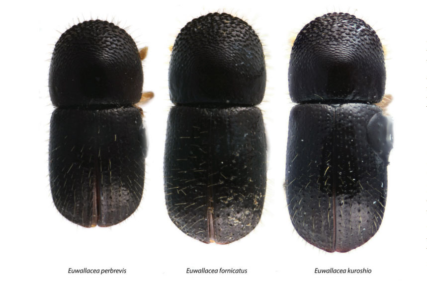 We have all been kind of confused about the globally invasive Shot Hole Borers Euwallacea fornicatus, E. kuroshio, and E. perbrevis. Hopefully this extension publication brings some clarity into their identification and management: edis.ifas.ufl.edu/pdffiles/FR/FR…