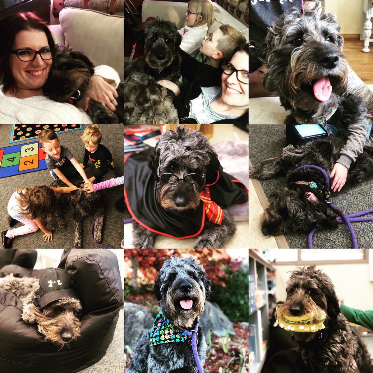 Melissa Cantwell (@teachmscantwell) on Twitter photo Happy Birthday sweet pup!! Luna is THREE TODAY!!! Seems like she has been a part of our family forever! 🎈❤️🐶🎂 #puppyisTHREE #birthdaypup #bigbirthdaygirl #houghlovesluna #lunaisthree #therapydog #goldendoodle #smeragliagoldendoodles <a href="/SmeragliaFarm/">Smeraglia Farm</a> <a href="/HoughLovesLuna/">Hough ❤️'S Luna</a> Happy Birthday sweet pup!! Luna is THREE TODAY!!! Seems like she has been a part of our family forever! 🎈❤️🐶🎂 #puppyisTHREE #birthdaypup #bigbirthdaygirl #houghlovesluna #lunaisthree #therapydog #goldendoodle #smeragliagoldendoodles <a href="/SmeragliaFarm/">Smeraglia Farm</a> <a href="/HoughLovesLuna/">Hough ❤️'S Luna</a>