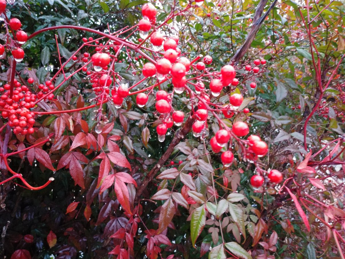 어쩔것이여
돌연변이 남천을...
빗빙울이 예쁜 오후네요
