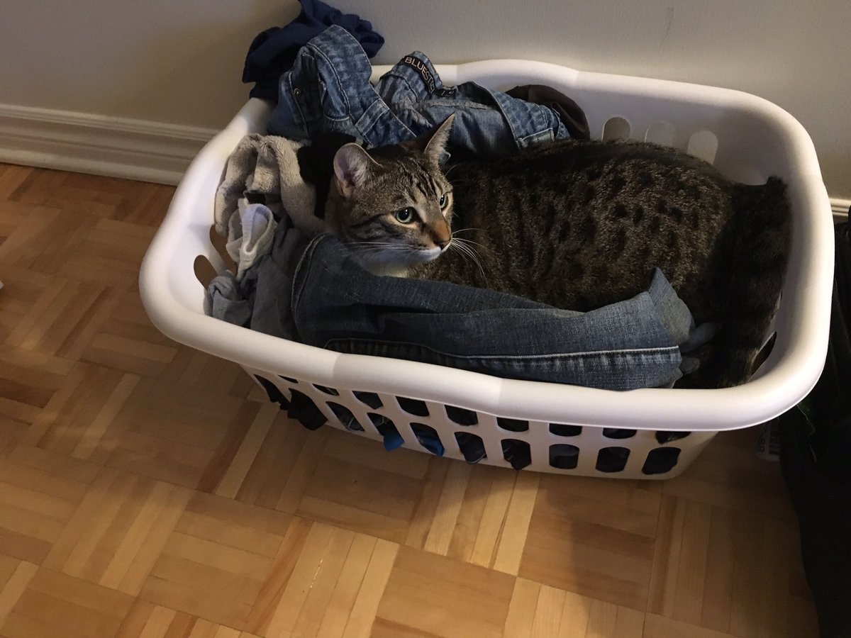 MikeScienceCat tweet picture
