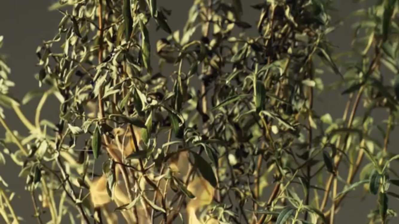 ガナドウ ユーカリ以外だと 自殺する花 が有名 地中海沿岸に生える花ゴジアオイは周囲の植物を巻き込んで自然発火 残された耐熱性の種は 周囲の植物の灰を栄養にし 日光を独り占めする 花言葉は 私は明日死ぬだろう 間違えても人に贈ってはいけないね