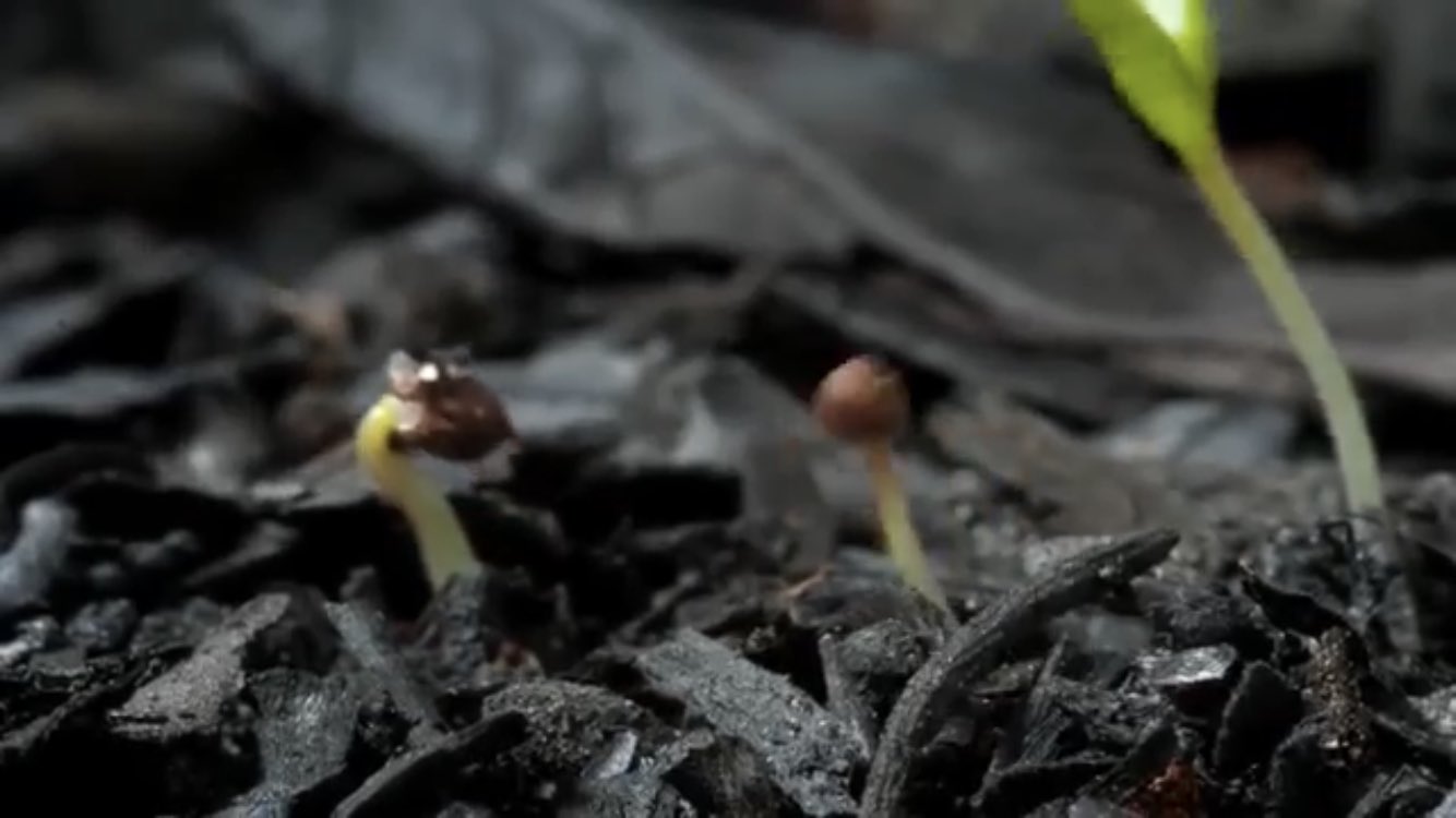 ガナドウ ユーカリ以外だと 自殺する花 が有名 地中海沿岸に生える花ゴジアオイは周囲の植物を巻き込んで自然発火 残された耐熱性の種は 周囲の植物の灰を栄養にし 日光を独り占めする 花言葉は 私は明日死ぬだろう 間違えても人に贈ってはいけないね