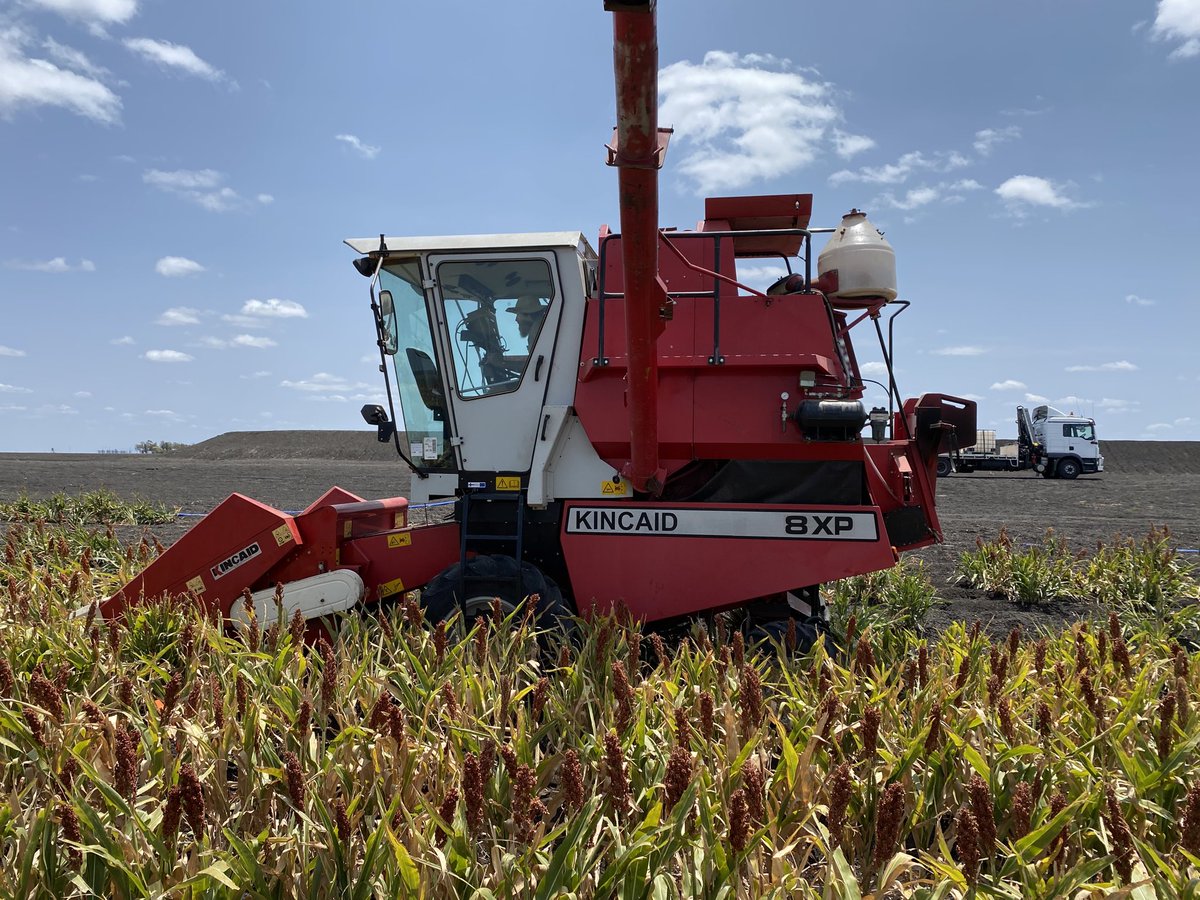 Left October versus September planting at Cecil Plains, and cleaning the left overs of the August planting harvested in December. Terrible season, though yield will be Aug > Sep > Oct, with large hybrid  and density differences, thanks to ⁦<a href="/GRDCNorth/">GRDC North</a> &amp;⁩ ⁦<a href="/QAAFI/">QLD Alliance for Agriculture & Food Innovation</a>⁩