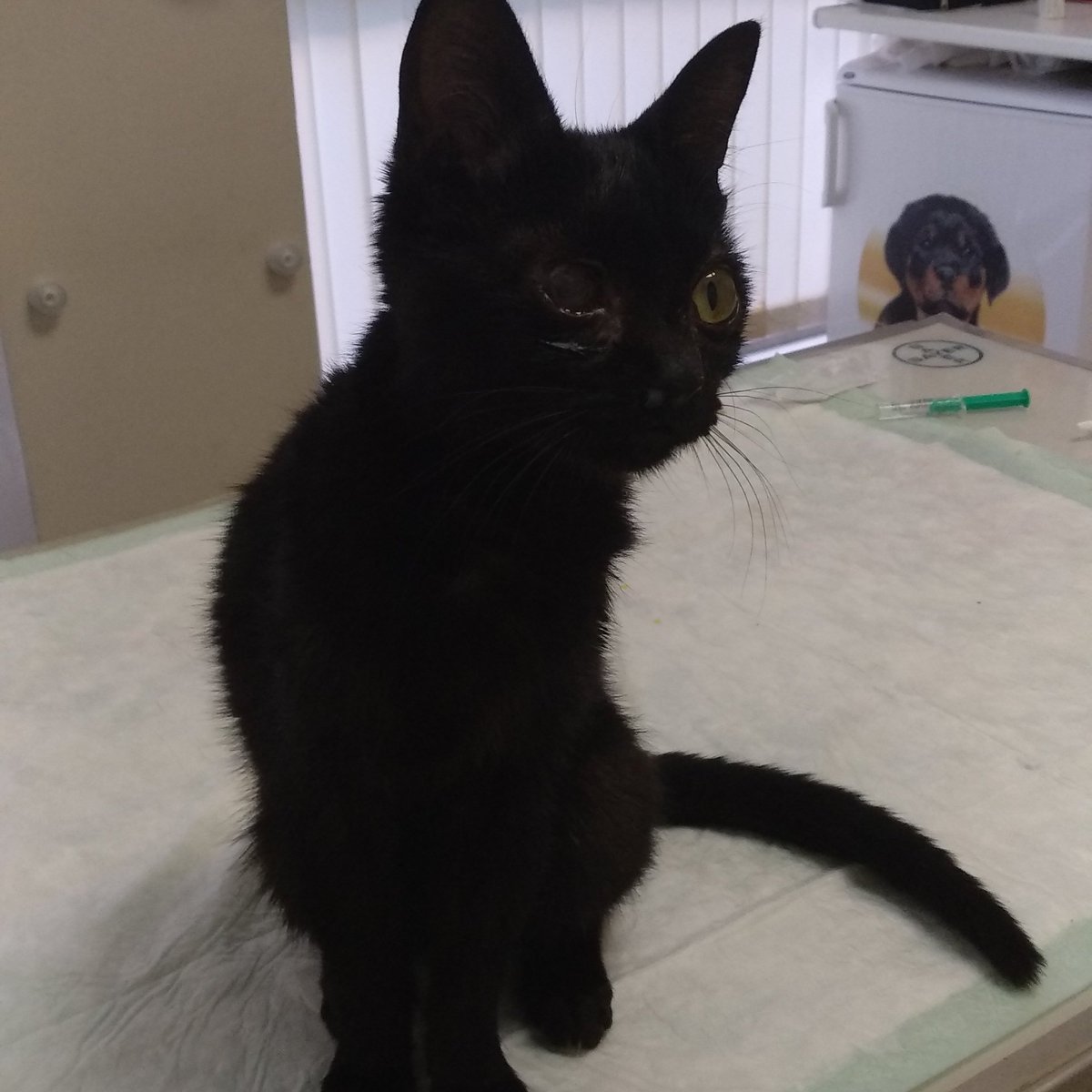 Caminback's tweet image. Hola!!! Me he encontrado una gatita hiperamorosa, tiene un catarrito que ya se está tratando y una malformación en un ojo. Debe tener 2 meses. Si por favor me puedes ayudar a difundir... Debe ser un abandono porque es muy sociable.