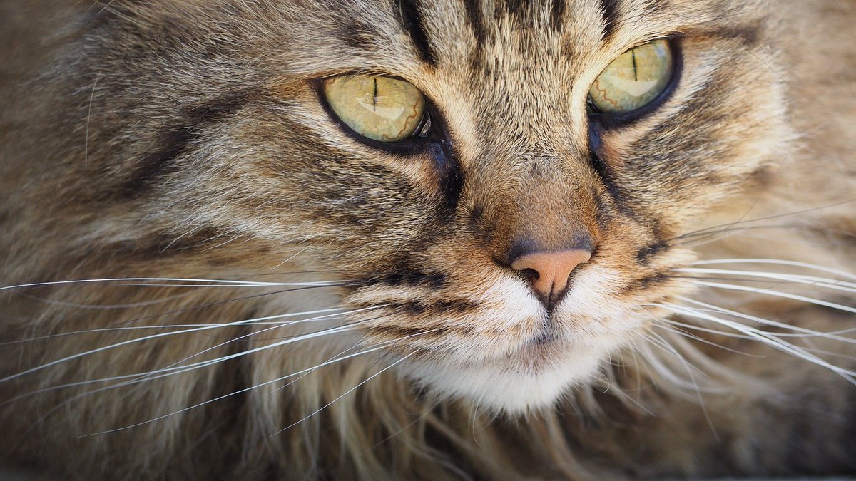 Les félins ont des moustaches aux pattes ! Les #vibrisses se trouvent autour du nez mais aussi autour des chevilles. Très sensibles, cela permet aux #félins de se déplacer sans bruit ou dans la nuit noire. Plutôt pratique pour chasser !
#FascinantsFélins https://t.co/7SDcF1vjzH