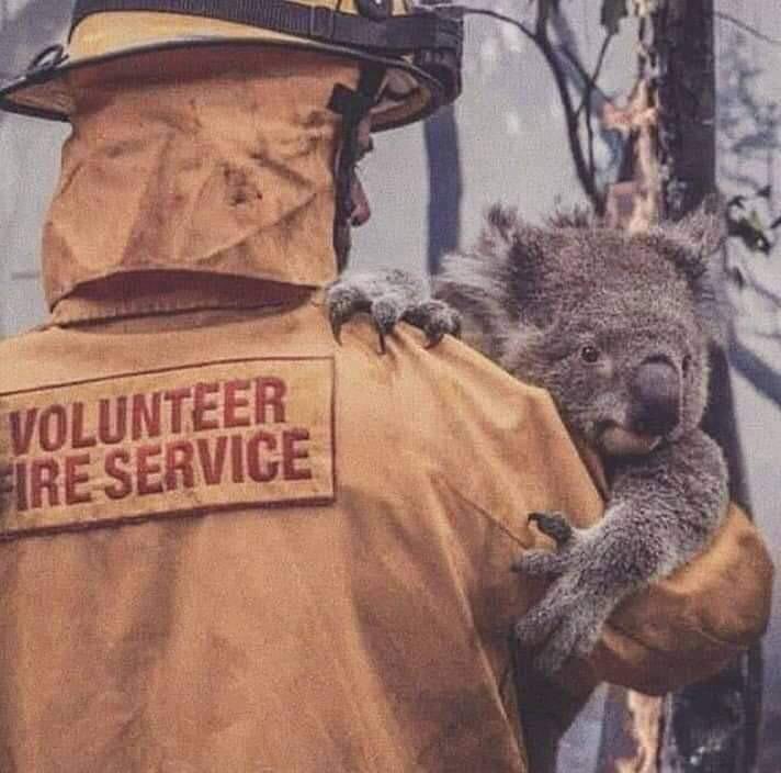 diturkiye's tweet photo. Praying for Our volunteer friends in DIAustralia
Praying for all animals in need of help  #PrayForAustralia #ditürkiye https://t.co/NJM1CsRgDZ