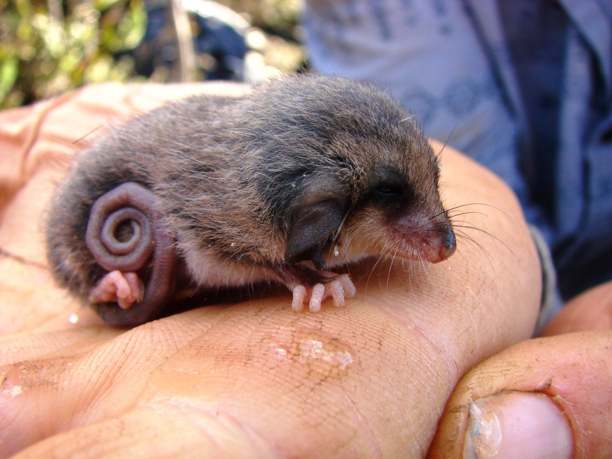 JackDAshby's tweet photo. Last time I was on #KangarooIsland looking for the dunnarts we caught some beautiful #PygmyPossums. It is an incredible place for wildlife. #AustralianWildFires #AustraliaBurns https://t.co/UEa1kTdB4w