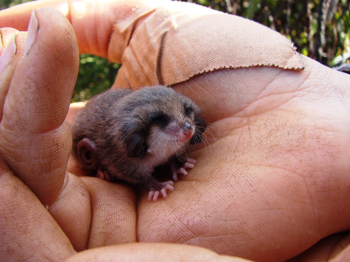 JackDAshby's tweet photo. Last time I was on #KangarooIsland looking for the dunnarts we caught some beautiful #PygmyPossums. It is an incredible place for wildlife. #AustralianWildFires #AustraliaBurns https://t.co/UEa1kTdB4w