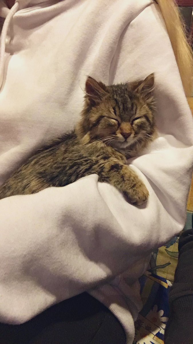 Piso güzellik uykusunda 😻