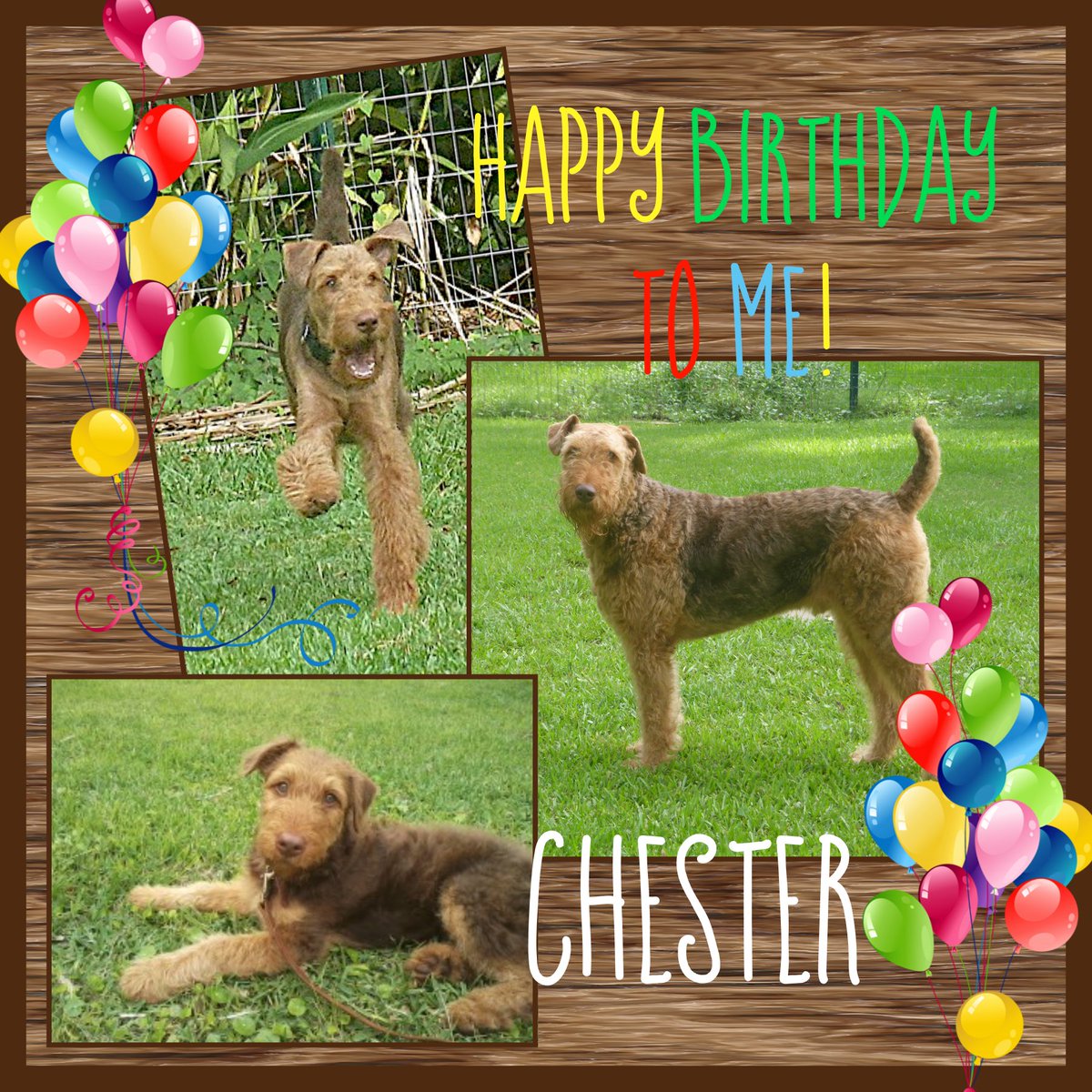 #Airedale #Airedales #Dogsoftwitter #Dogslife #Birthday