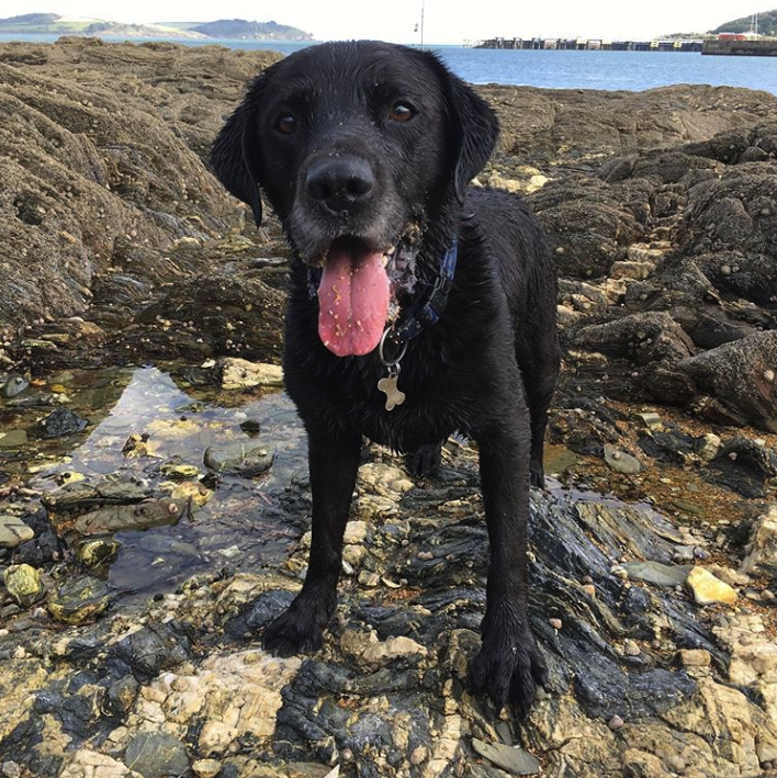 butchersdogfood's tweet photo. 'Greet everyone with a smile'...(tongue optional) 🐶
@squeeze_85 brought a smile to our face when tagging us in this photo! #LessonsFromDogs https://t.co/MJJxjhTXEO