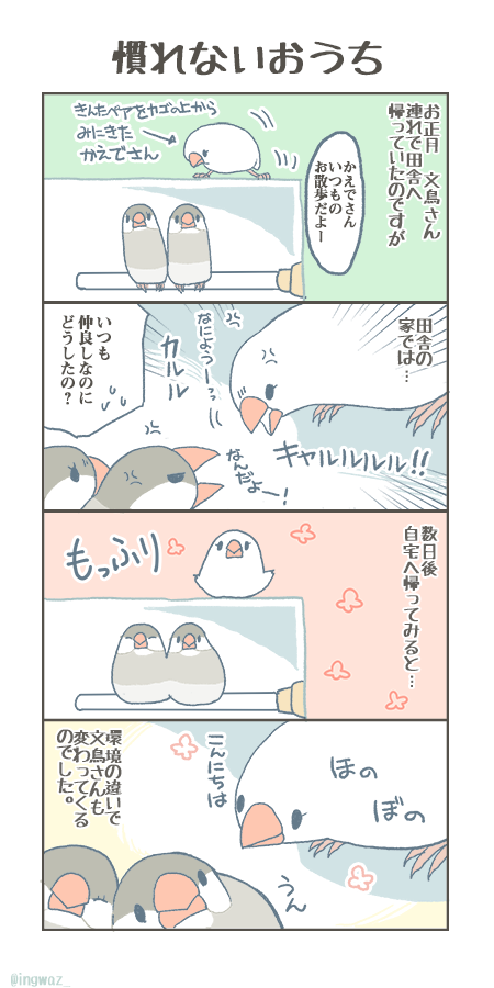 慣れない環境だと文鳥さんも怒りっぽくなるみたいです。

#Buncho #javasparrow #文鳥 