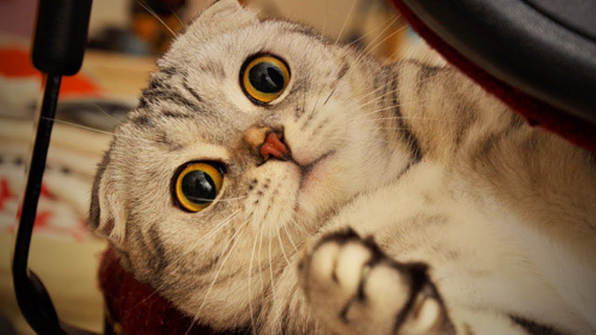 MeowMoeDotCom's tweet photo. Funny Animals ๐๐ฑ #Cute Cats Getting Sca ...
#Cats #Cat #Kittens #Kitten #Kitty #Pets #Pet #Meow #Moe #CuteCats #CuteCat #CuteKittens #CuteKitten #MeowMoe
#AnimalFail #CatFail #CatsAndKittensFails2017 #CatsAndKittensGettingScared
https://t.co/1iJMaSKujn
. https://t.co/QjKruzbSCD