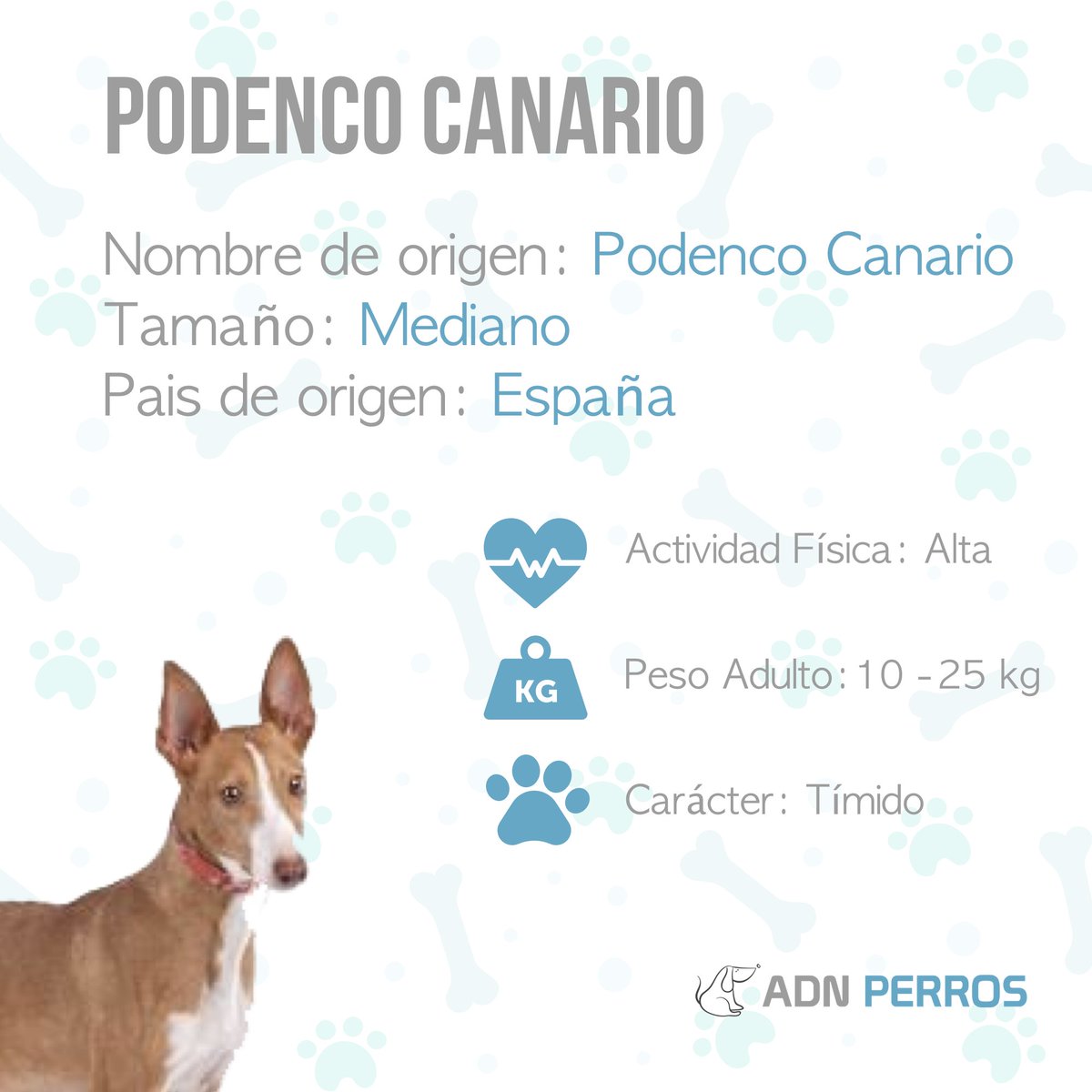 AdnPerros's tweet photo. Los orígenes del Podenco Canario datan de hace unos siete mil años 🧐

👉 Algunos estudios afirman que es muy probable que esta raza llegó a las Islas Canarias con los fenicios, los griegos, los cartaginenses o los mismos egipcios.

#RdeRazas #perros #razasdeperros #dogs #canes https://t.co/fwfAZWn7NP