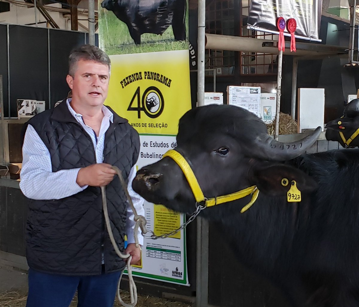 GMINSSEN's tweet image. bubalus bubalus, nosso búfalo doméstico, sofre com o Bisão desde a errônea tradução de &apos;Búfalo Bill&apos; nas matinês do Cine Coliseu.

Pior ainda é a confusão com o Caffer espécie selvagem e bravia da África. 

#ASCRIBU, #APCB é #ABCB vem tentando melhorar a informação.