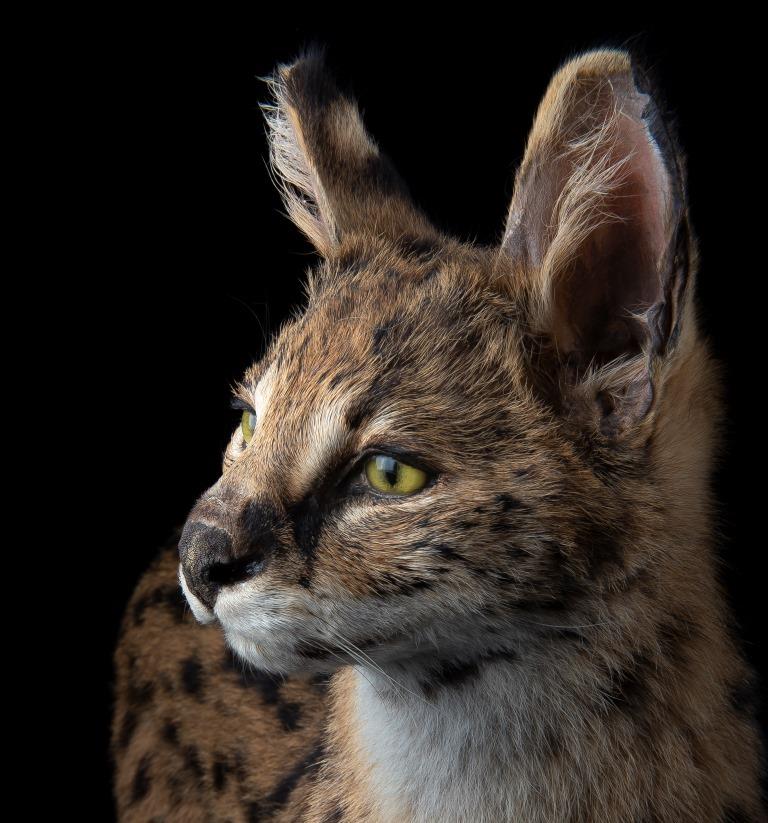 Le #Serval chasse à l’ouïe, avec une précision de quelques cms. La saison des pluies n’est pas la plus facile pour lui car le bruissement des herbes brouillent le son des potentielles proies.
https://t.co/bYyZrRtFcI
#FascinantsFélins
Photo Alain Fischer, ville de Grenoble https://t.co/xQ34JiyU6J