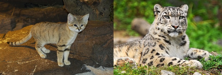 #FascinantsFélins
Les oreilles sont une zone de déperdition de chaleur : les félins vivant au froid ont de petits pavillons (comme la #Panthèredesneiges, Panthera uncia), alors que ceux vivant dans les milieux chaud ont de grands pavillons (#Chatdessables, Felis margarita). https://t.co/eQVEXa6PaQ