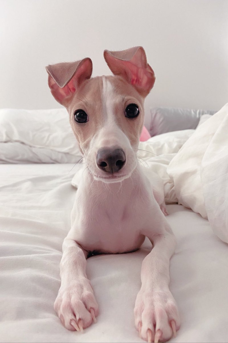 _isabellayun_'s tweet photo. you are so perfect💙🐶 https://t.co/DNrKCDJbh3