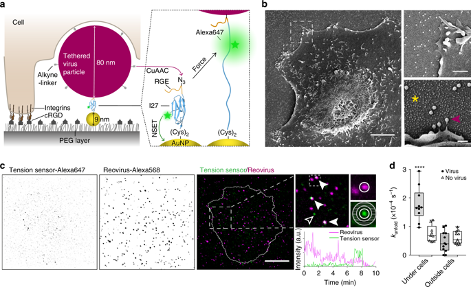 Forces during cellular uptake of viruses and nanoparticles at the ventral side @CavalcantiAda @SchwarzUlrich @BoulantLab go.nature.com/2twMlJf