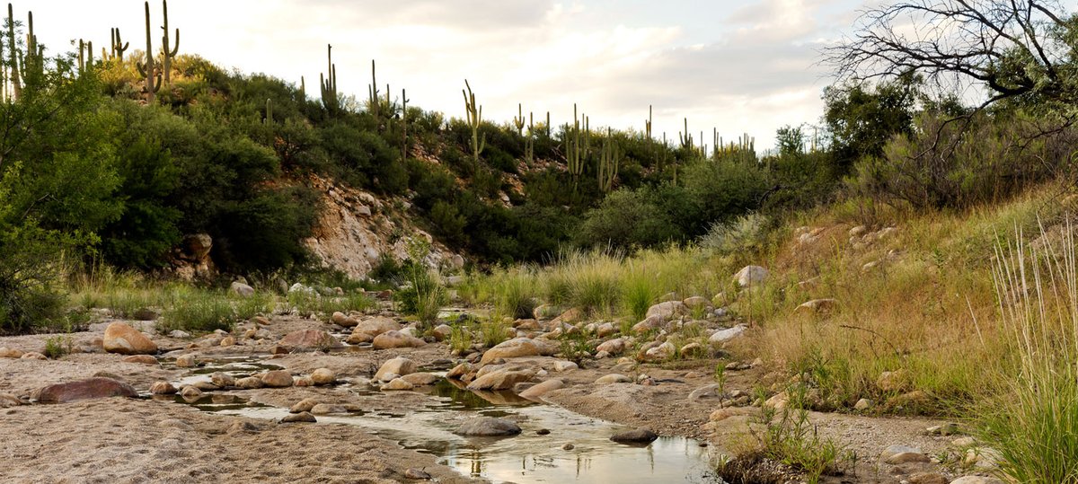During your Omni getaway, take a walk on the wild side at Catalina State Park where you can choose from any of eight different trails, varying in length and difficulty, but all with stunning views of our beautiful Arizona desert region.
