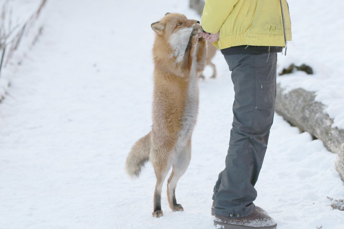 きたきつねページになります＊ Cheng-Ren🦊🐺 on X