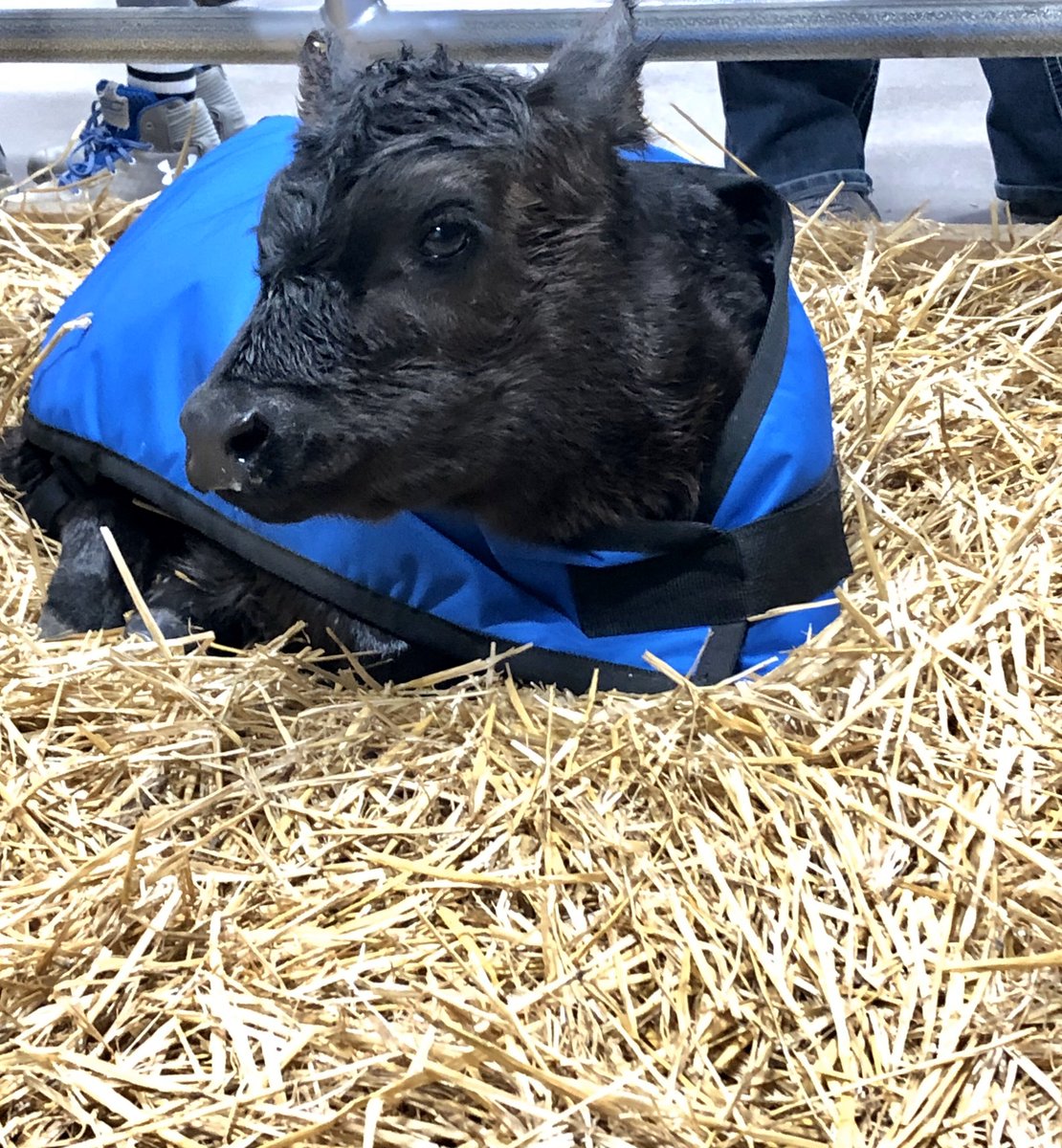 The Calving Corner tweet media